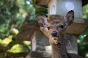 【奈良　革家具修理】奈良で革家具修理をお探しなら「革研究所奈良三輪店」